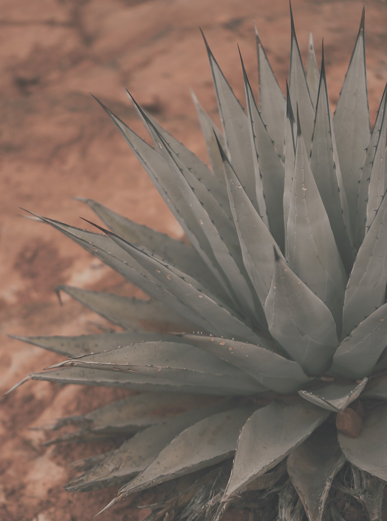 Agave