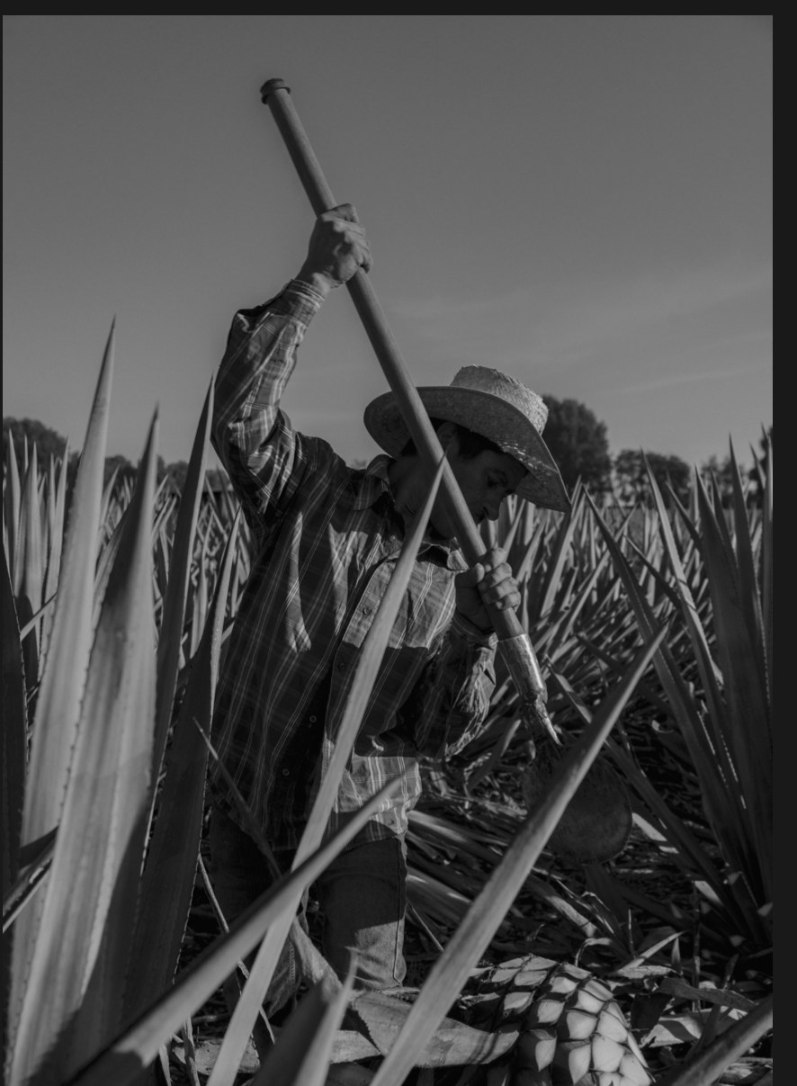 Jimador en el campo de agave