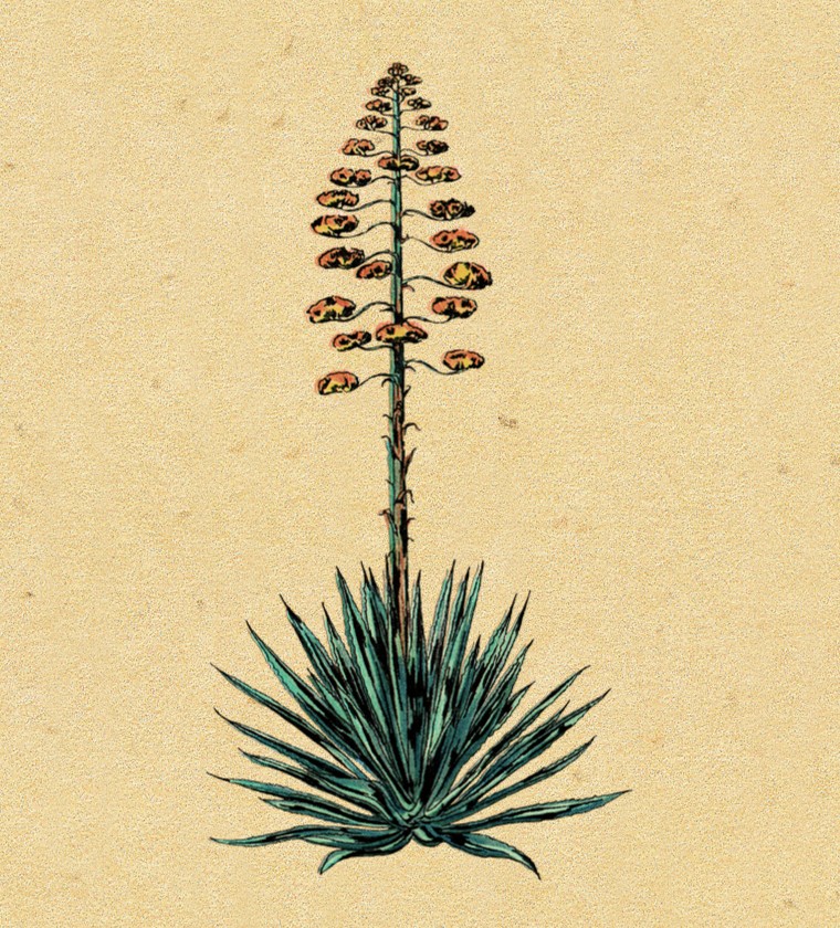 Agave azul